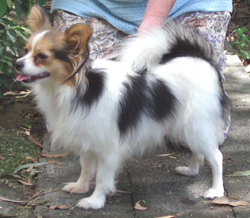 Quinvale Tosca