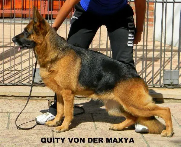 Quity Von Der Maxya
