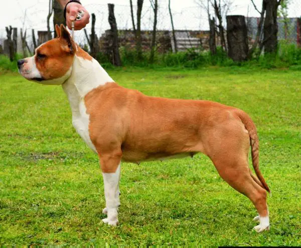 JCH. Art of Winning Flame