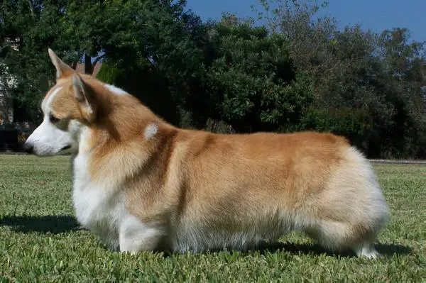 CH Otreks Two Hearts Design