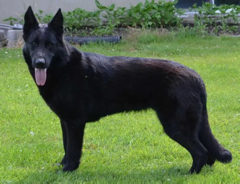 Patra vom Blackgold Pen Din