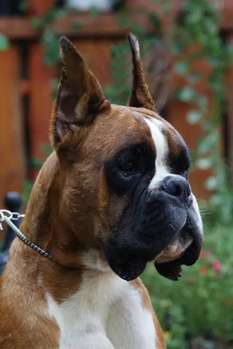 Iniesta vom Kaiserfelsen