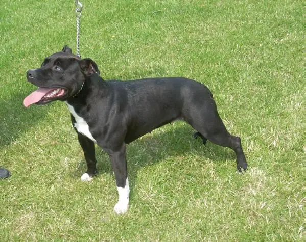 cayenne Des Terres D'odin