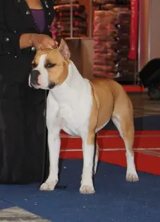 CH WHITE-amSTAFF Celia Solis