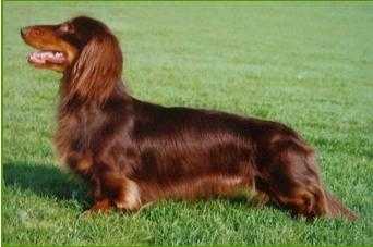 INT CH Ahotorpan Charlie Brown