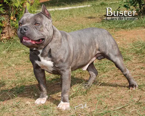 Buster Cães do Leste