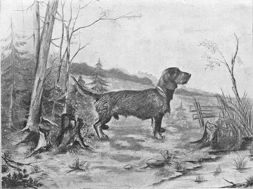 GER CH Pascher von der Klause