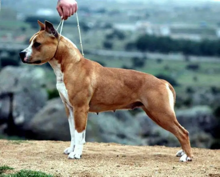 MULTI CH. Alea Jacta Est Loyalty to the Race