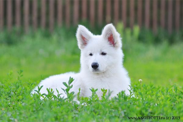 Adamini of Angelotti