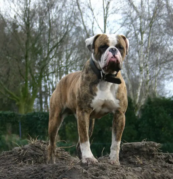 Big Block Bullies Nitro