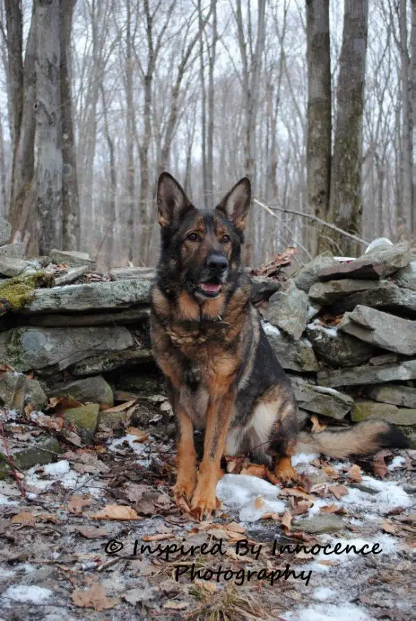 Koda V Treue Freundschaft