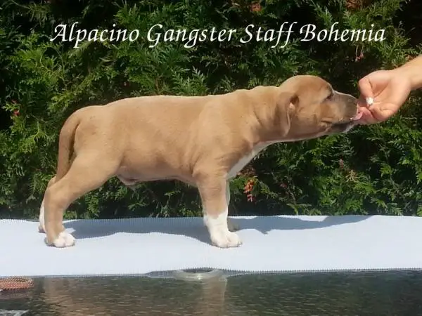 Alpacino Gangster Staff Bohemia