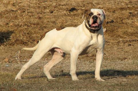 Barnett's Rebel Rouiser Boy