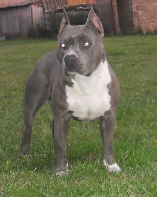 Blue Monster Jack Daniel's