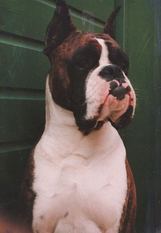 Macho van de Klappeheide