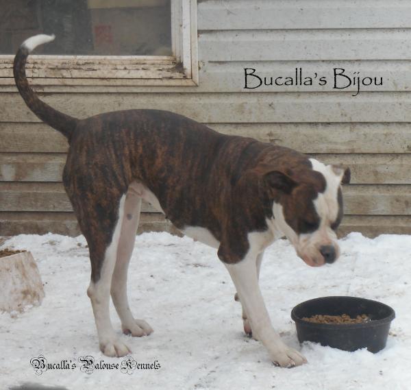 Bucalla's Bijou