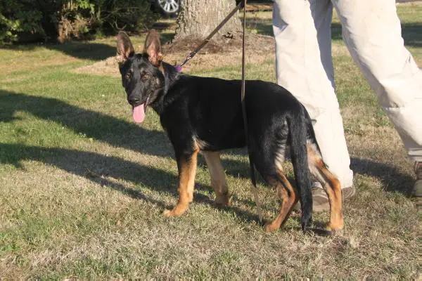 Kody vom Metterursprung