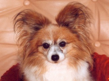 CH (AUST) Farfalla Marqise Des Anges