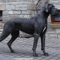 Ch GER, JCh GER Nirvana Vom Hause Wagner