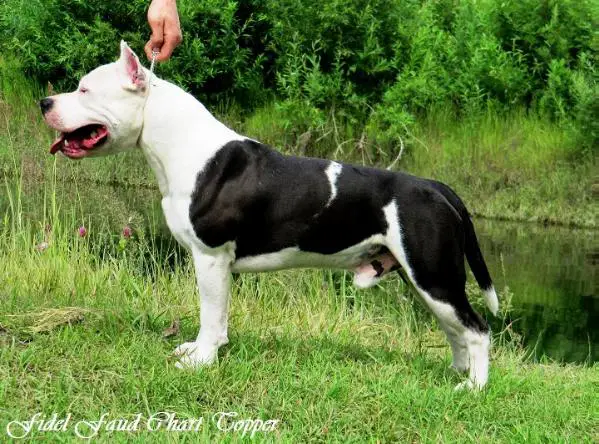 JCHRUS, CHRUS Fidel Faud Chart Topper