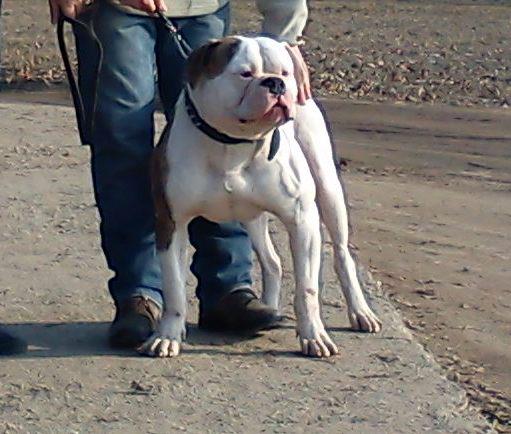 Darkbloodbullie's Ali