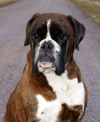 JCH,CH RU,RKF,CLUB Della Monte Klio Fan-Fan