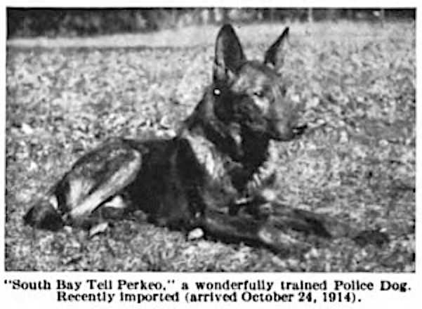 South Bay Tell Perkeo