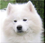 White Star Aleksejev Kid