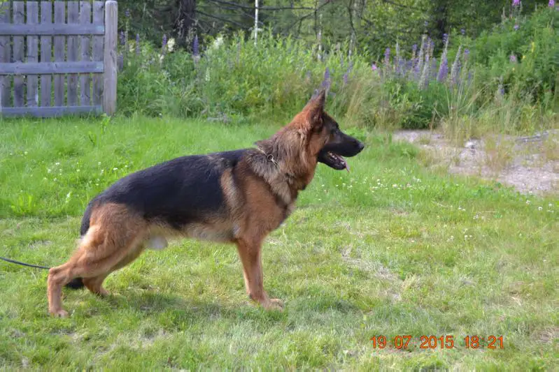 SG Platinumshepherd Ötzi