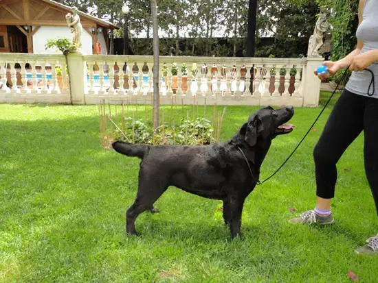 Kowalski WHITNEY HOUSTON