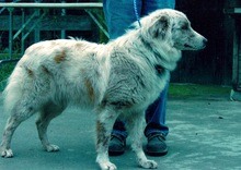 Twin Oaks Ora's Oodo