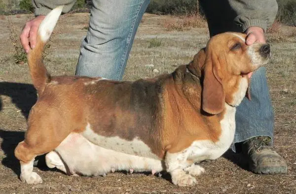 Buena Pieza de Los Banzos