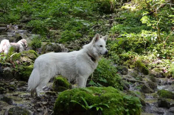 W-Nanook of Jackie's white Flake Farm