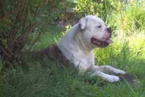 Bulldog City's Love Machine