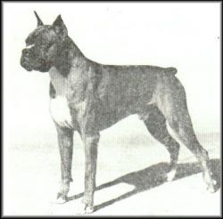 Ch. Kobang of Sirrah Crest