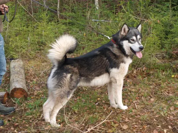 Cheenik's Timber Cross The Mountain