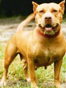 Camelot's Blaze Maxine