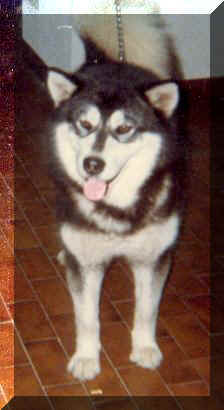 Tote-Um's Blizzard Rashra