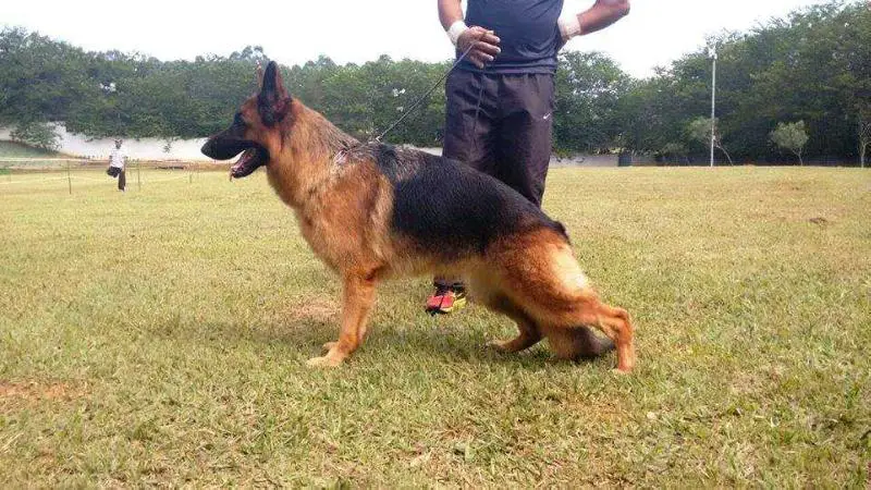 Luana von haus vittor