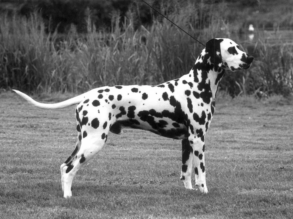 Int SE Nor DK Ch Labyrinth Perfect Harmony