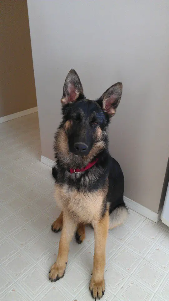 Milja Von Hollenhund
