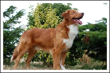 CH Shaggy Toller’s A French Connection