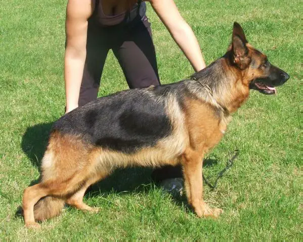 V Escada aus Mecklenburg