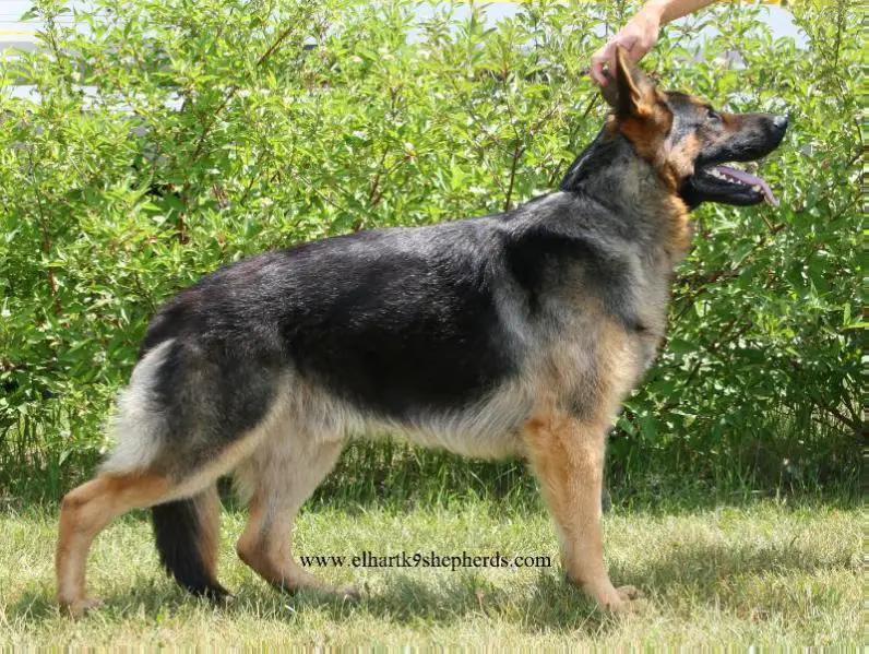 Elhart's Baron von Hueterheim