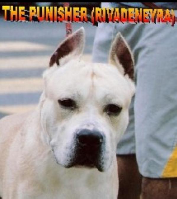 The Punisher (Rivadeneyra)