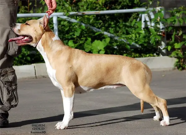 CHRUS Irgen Gold Julia Roberts