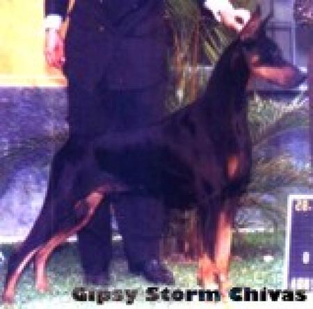 AM.BR.CH Gipsy Storm Chivas