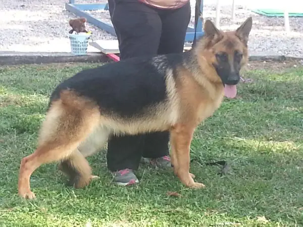 SG2 Brishka di Casa Ortiz