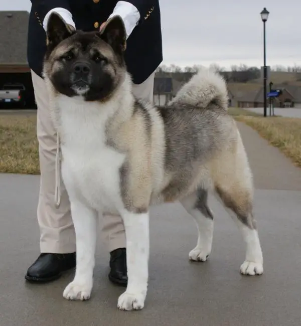 AKC CH Alchemist Gia Is Breath Taking Namika