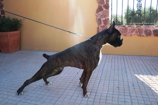 Max de Villa Astur